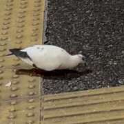 ヒメ日記 2026/05/14 12:16 投稿 みゆき 横浜ひよこ倶楽部