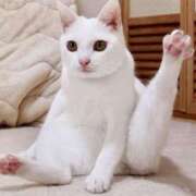ヒメ日記 2026/05/19 14:01 投稿 猫宮なう ヌルテカ