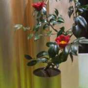 ヒメ日記 2026/05/17 08:02 投稿 くれは 熟女ばかり