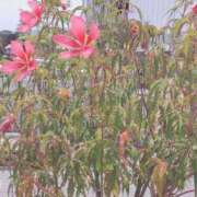ヒメ日記 2026/08/09 18:29 投稿 もも 小田原人妻城
