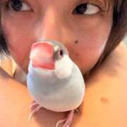 なつめ ペットと 秋葉原コスプレ学園(AKG)