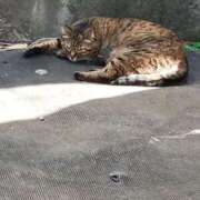 ヒメ日記 2026/05/11 18:28 投稿 ちほ 川越おかあさん