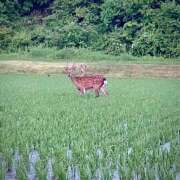ヒメ日記 2026/05/29 15:50 投稿 新人　あいな MADAME Luxe