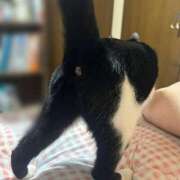 ちり たまらにゃいオケツ🐈‍⬛💕 桃李（とうり）