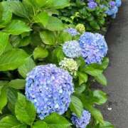 ヒメ日記 2026/06/21 18:16 投稿 大崎なこ 華椿