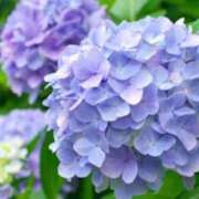 ヒメ日記 2026/06/19 14:20 投稿 体験アヤノ ミセスコレクション