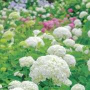 ヒメ日記 2026/06/22 13:16 投稿 体験アヤノ ミセスコレクション