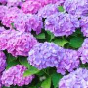 ヒメ日記 2026/06/25 15:23 投稿 体験アヤノ ミセスコレクション