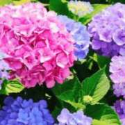 ヒメ日記 2026/06/26 15:23 投稿 体験アヤノ ミセスコレクション