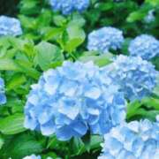 ヒメ日記 2026/06/29 13:03 投稿 体験アヤノ ミセスコレクション