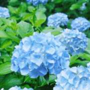 ヒメ日記 2026/07/08 13:20 投稿 体験アヤノ ミセスコレクション