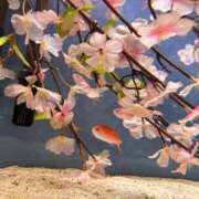 ヒメ日記 2026/05/17 16:03 投稿 かや 奥様メモリアル