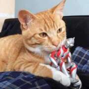 ヒメ日記 2025/05/03 10:50 投稿 ほのか 妻天 日本橋店