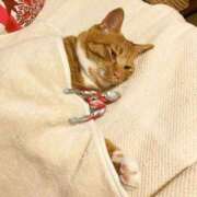 ヒメ日記 2025/05/08 10:53 投稿 ほのか 妻天 日本橋店