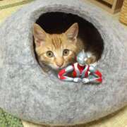 ヒメ日記 2025/05/20 11:09 投稿 ほのか 妻天 日本橋店