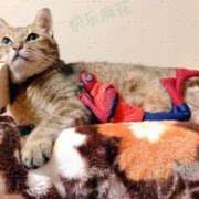 ヒメ日記 2025/06/10 10:52 投稿 ほのか 妻天 日本橋店