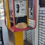 ヒメ日記 2025/08/16 10:59 投稿 ほのか 妻天 日本橋店