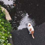 ヒメ日記 2025/10/23 11:01 投稿 ほのか 妻天 日本橋店