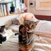 ヒメ日記 2025/11/08 10:54 投稿 ほのか 妻天 日本橋店