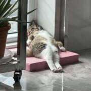 ヒメ日記 2025/11/11 11:21 投稿 ほのか 妻天 日本橋店