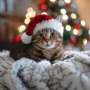 ヒメ日記 2025/11/13 10:55 投稿 ほのか 妻天 日本橋店