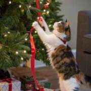 ヒメ日記 2025/11/19 10:53 投稿 ほのか 妻天 日本橋店