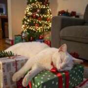 ヒメ日記 2025/11/23 10:56 投稿 ほのか 妻天 日本橋店