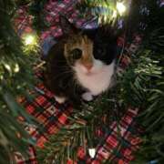 ヒメ日記 2025/11/29 10:56 投稿 ほのか 妻天 日本橋店