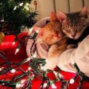 ヒメ日記 2025/12/03 10:54 投稿 ほのか 妻天 日本橋店