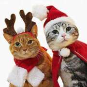 ほのか 事故物件といえば 妻天 日本橋店