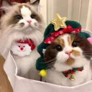 ヒメ日記 2025/12/17 10:55 投稿 ほのか 妻天 日本橋店