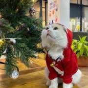 ヒメ日記 2025/12/23 10:55 投稿 ほのか 妻天 日本橋店