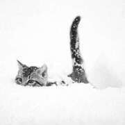 ヒメ日記 2026/01/28 10:56 投稿 ほのか 妻天 日本橋店