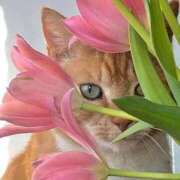 ほのか 何にしよう 妻天 日本橋店