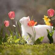 ほのか なんとまぁ 妻天 日本橋店