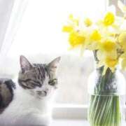 ヒメ日記 2026/03/11 11:05 投稿 ほのか 妻天 日本橋店