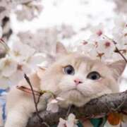 ヒメ日記 2026/03/15 11:03 投稿 ほのか 妻天 日本橋店