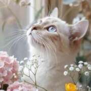 ヒメ日記 2026/03/17 11:06 投稿 ほのか 妻天 日本橋店