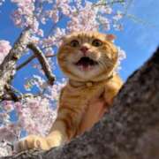 ヒメ日記 2026/03/18 11:08 投稿 ほのか 妻天 日本橋店