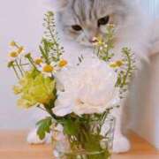 ヒメ日記 2026/03/19 11:29 投稿 ほのか 妻天 日本橋店