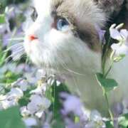 ヒメ日記 2026/03/24 11:04 投稿 ほのか 妻天 日本橋店