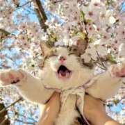 ヒメ日記 2026/03/26 11:09 投稿 ほのか 妻天 日本橋店