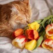 ヒメ日記 2026/03/29 11:02 投稿 ほのか 妻天 日本橋店