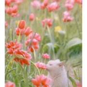 ヒメ日記 2026/04/04 10:59 投稿 ほのか 妻天 日本橋店