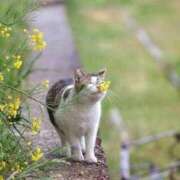 ヒメ日記 2026/04/07 10:57 投稿 ほのか 妻天 日本橋店
