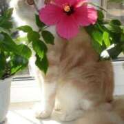 ヒメ日記 2026/04/08 11:00 投稿 ほのか 妻天 日本橋店