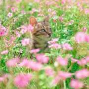 ヒメ日記 2026/04/09 11:01 投稿 ほのか 妻天 日本橋店