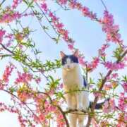 ヒメ日記 2026/04/22 13:49 投稿 ほのか 妻天 日本橋店