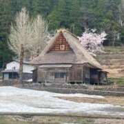 ヒメ日記 2025/04/20 15:20 投稿 まいこ 妻天 日本橋店