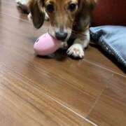 ヒメ日記 2026/01/21 14:06 投稿 まいこ 妻天 日本橋店